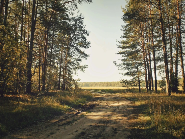 a dirt path winds through tall trees on a sunny day