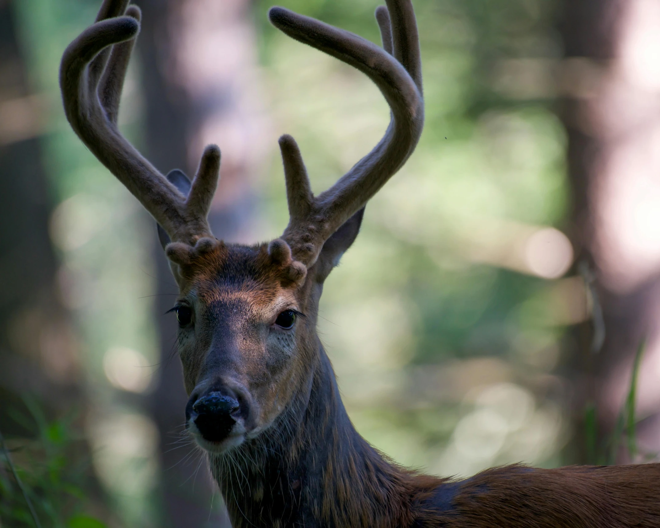 a deer with horns is looking to the right