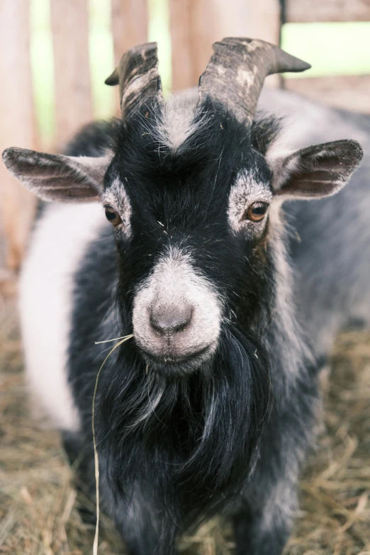 the black and white goat is in an outdoor pen