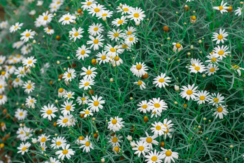 small white flowers grow in the field