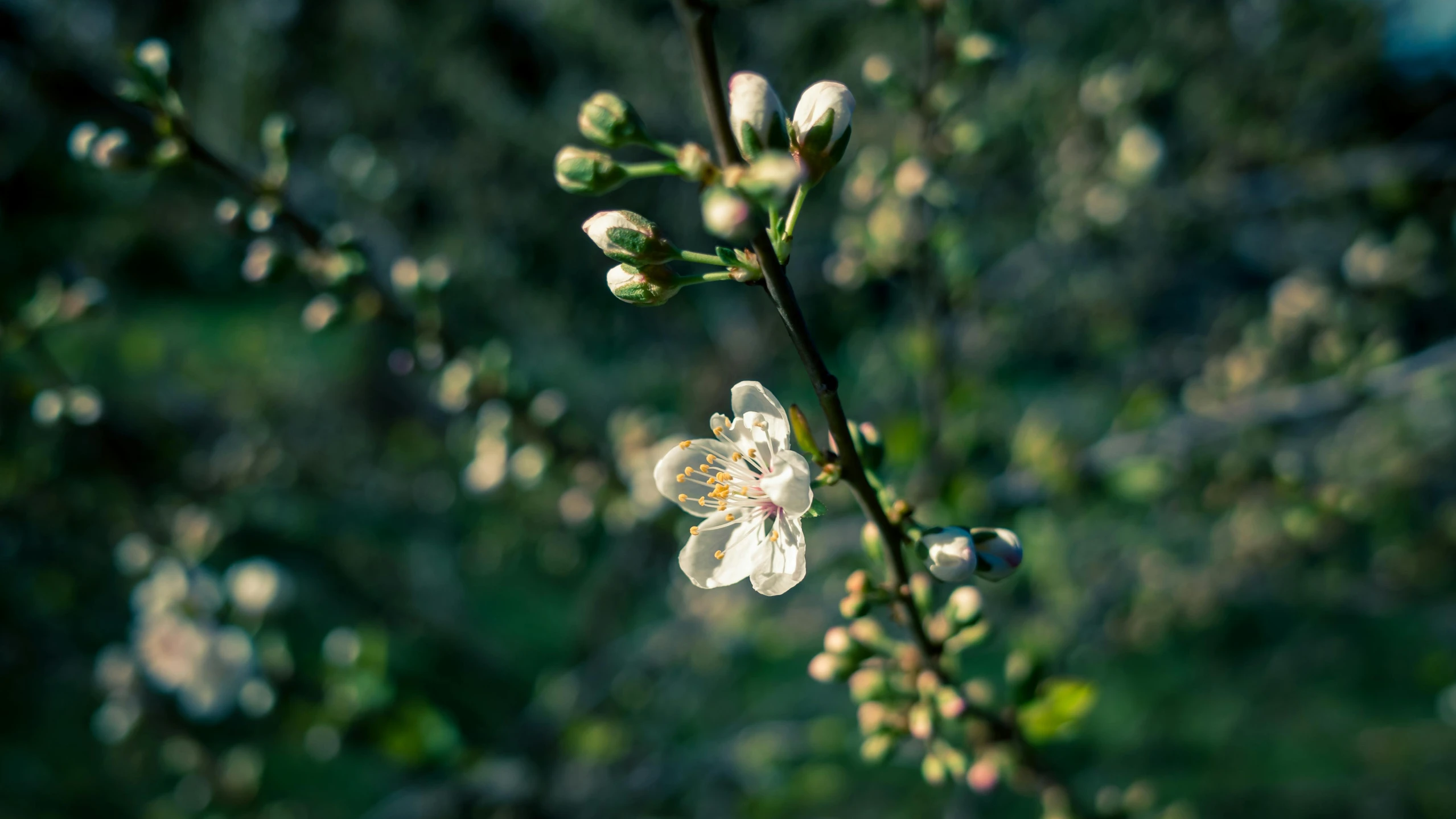 a white flower growing on the tip of a tree