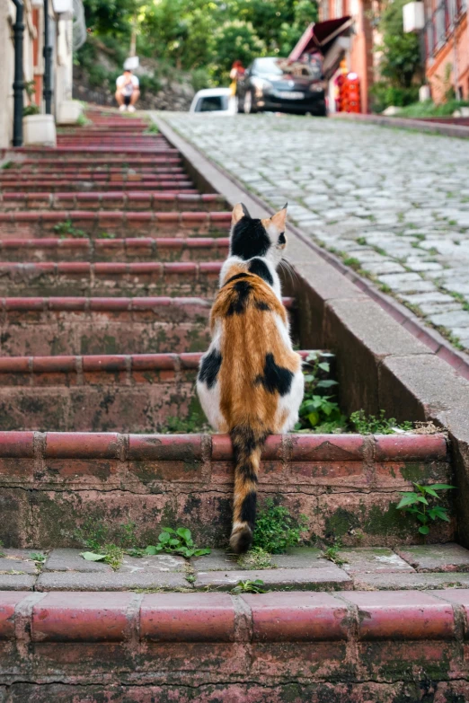 a cat walking up some stairs on some bricks