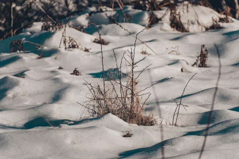 some grass that is growing out of the snow