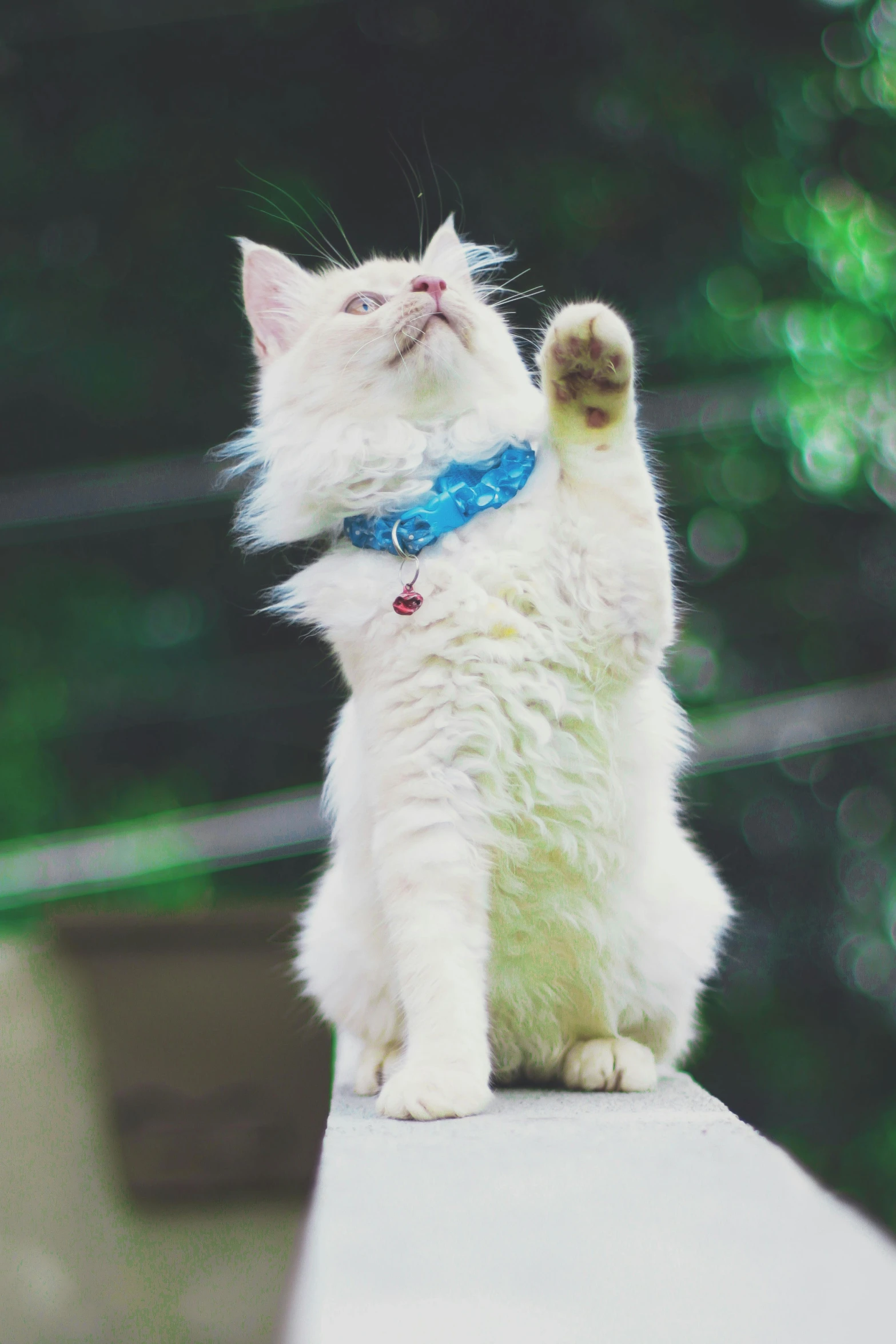 a white kitten holding it's paw up with its front paws