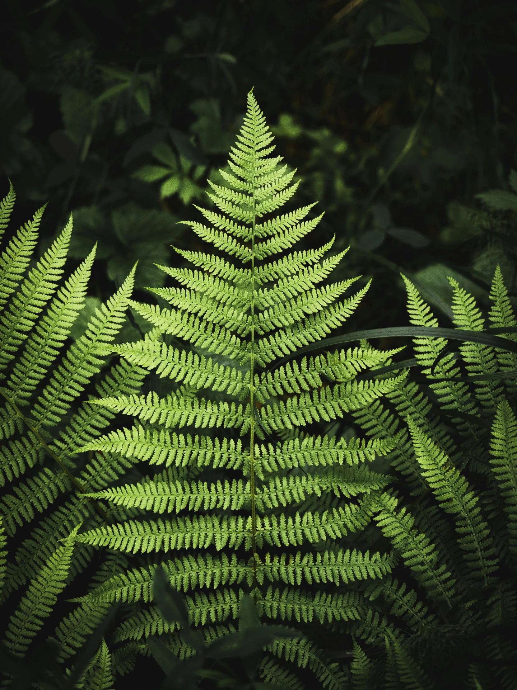 the leaf of a fern is green in color