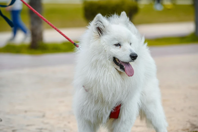 a white dog is pulling a leash around