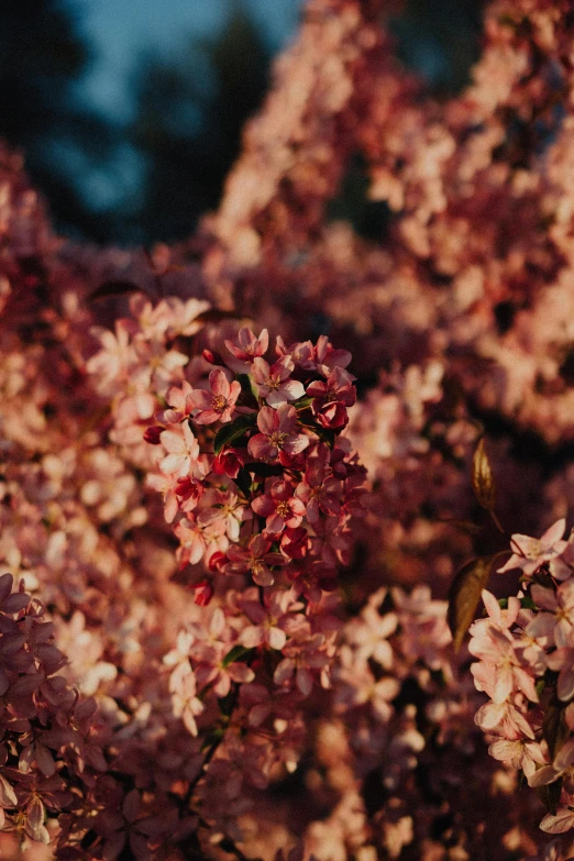 colorful tree blossoms in bloom on the outside of the house