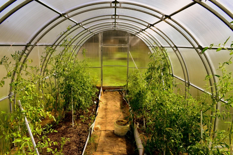 a greenhouse with a walkway to the top of the plants