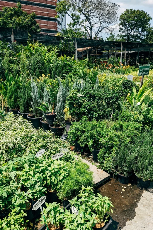 a very large garden area with many different plants