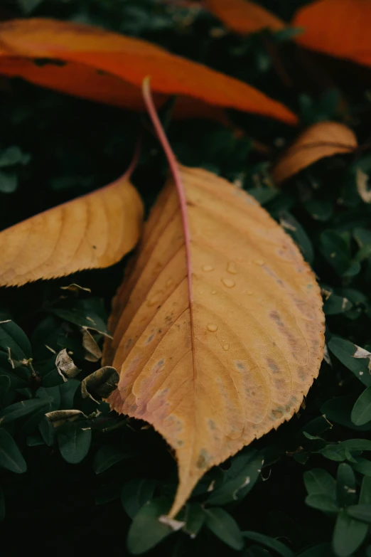 a leaf sitting on top of grass covered in drops of water