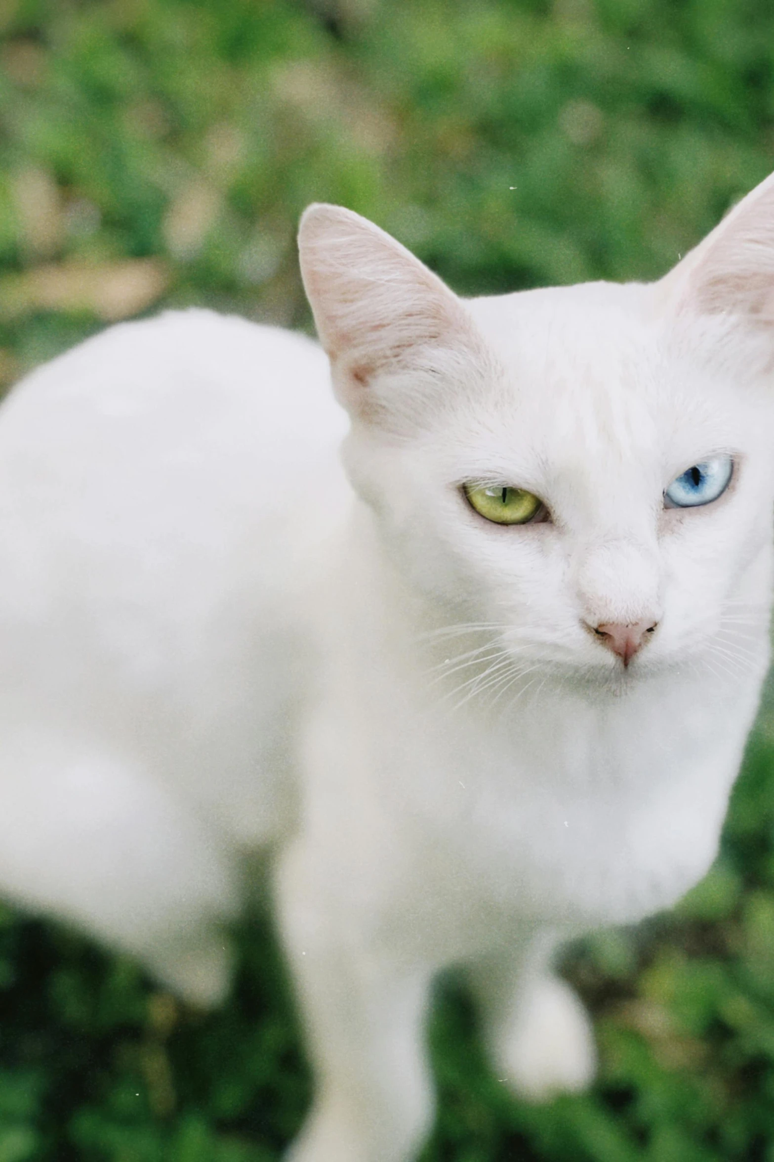 a cat with bright blue eyes sitting in grass