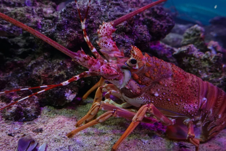 a colorful sea lobster is surrounded by other marine life