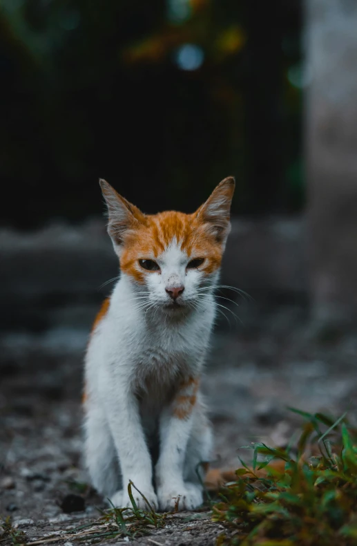 an orange and white kitten sitting on top of a gravel road