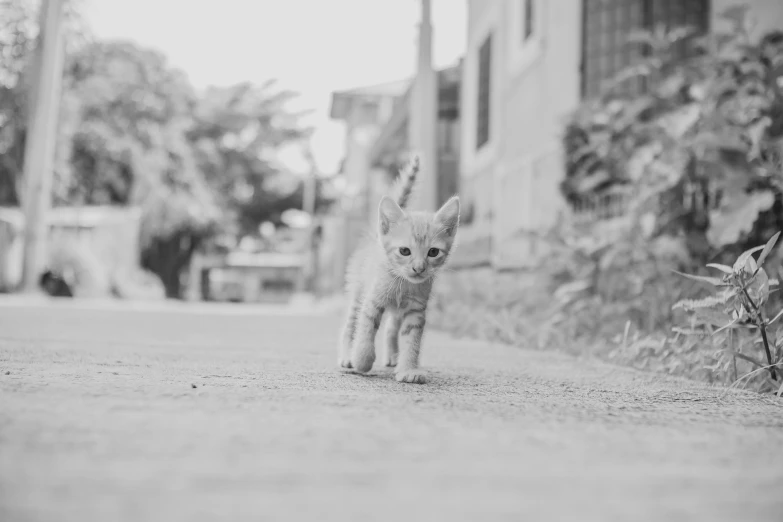 a kitten with blue eyes running away on a path
