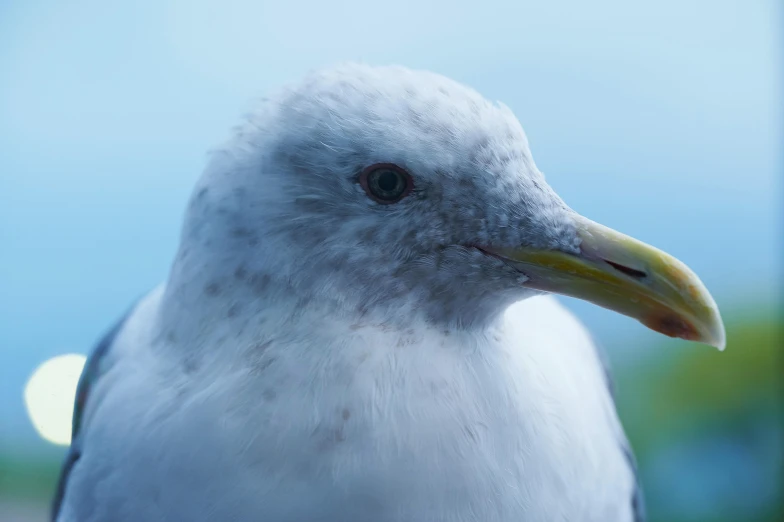 close up of a white and yellow sea bird