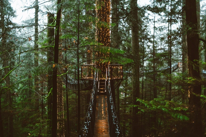 a walkway in the middle of the forest lit up at night