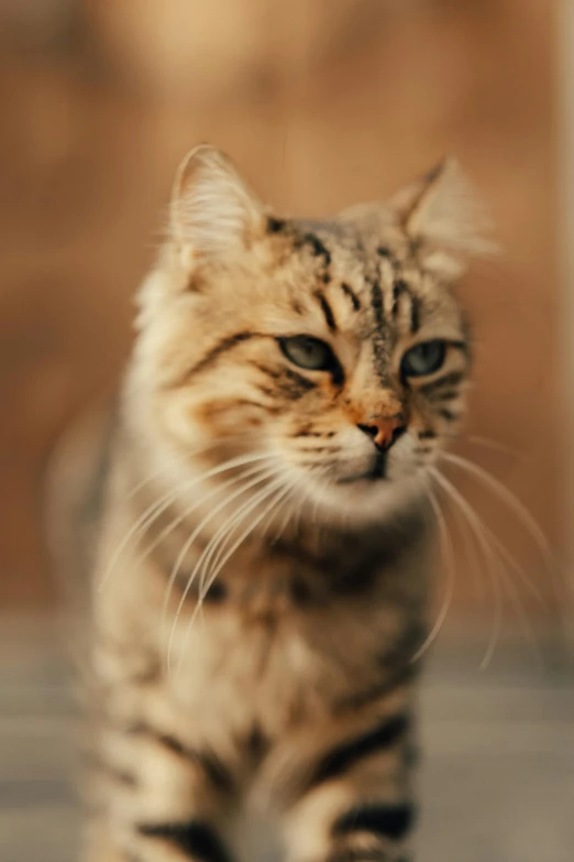 a fluffy cat walks past the camera