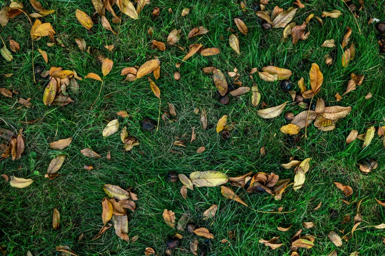 the green grass is covered with brown and yellow leaves