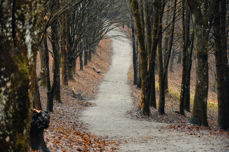 a person with an umbrella walking down a path in the woods