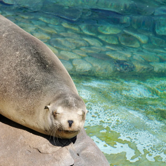 a close up of an animal on the rock near water