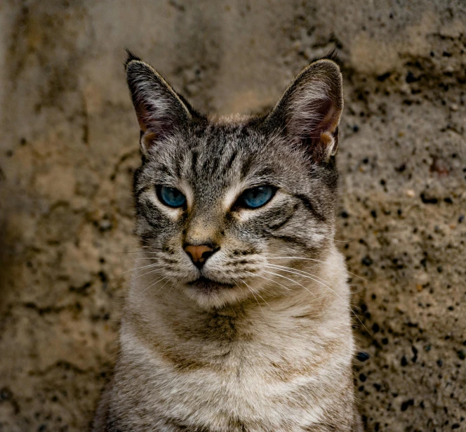 a cat with blue eyes sitting on the ground