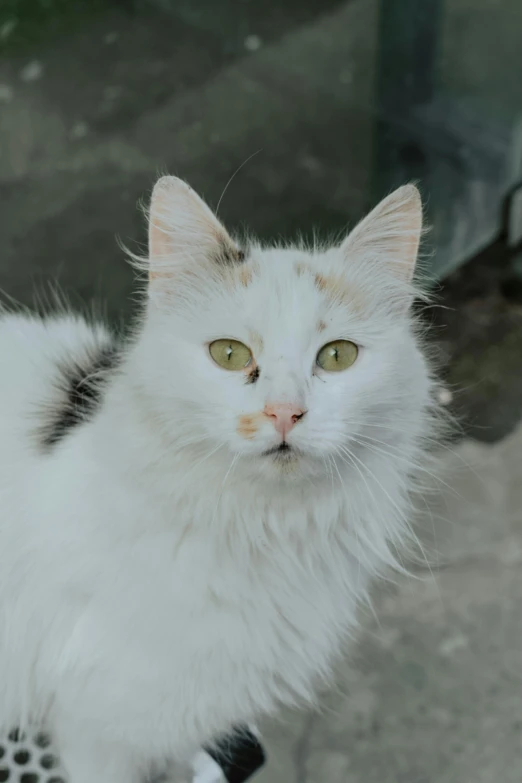 white and black cat with green eyes and whiskers