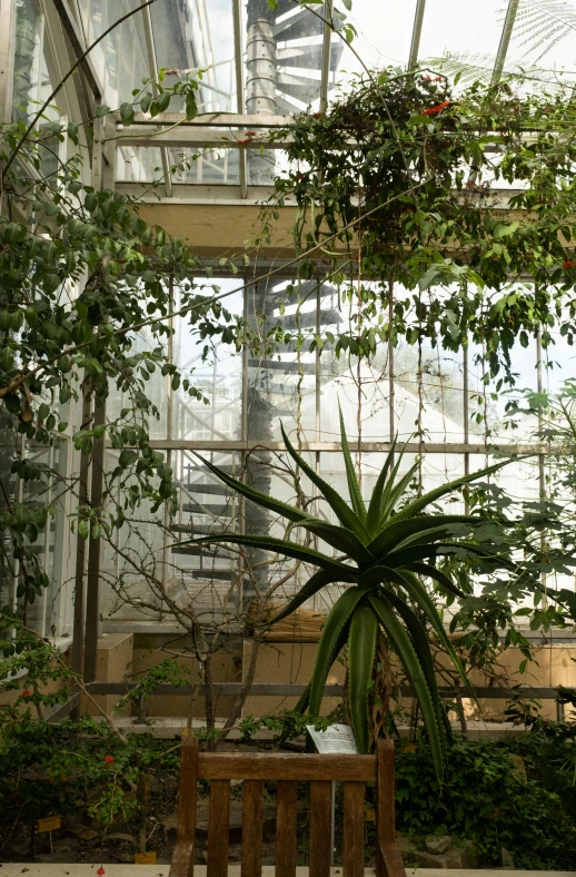 a bench and plants inside of a greenhouse