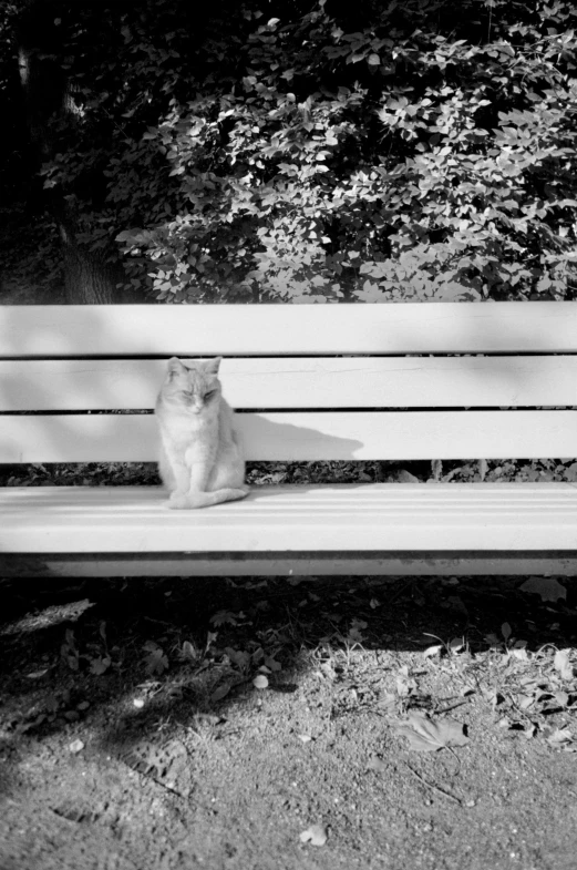 a cat sitting on top of a wooden bench