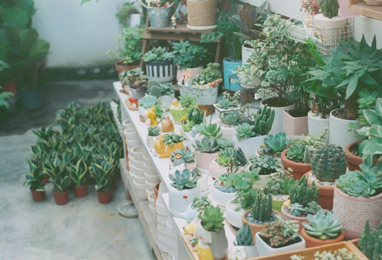 several small potted plants are arranged on a table