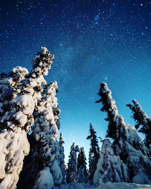 night sky is lit by stars above the snowy pine trees