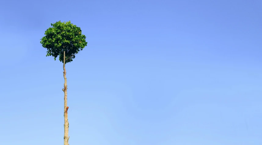 a tall green tree with several leaves on it