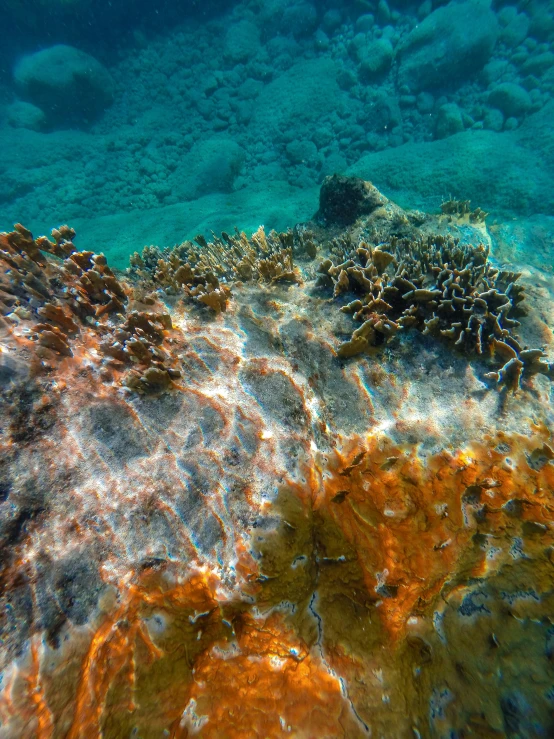 a underwater view with some algae and rocks on it