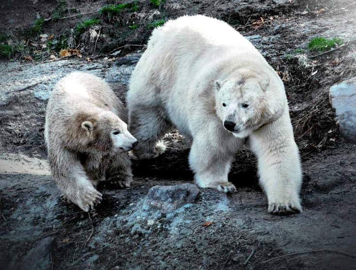 two polar bears are standing in their den