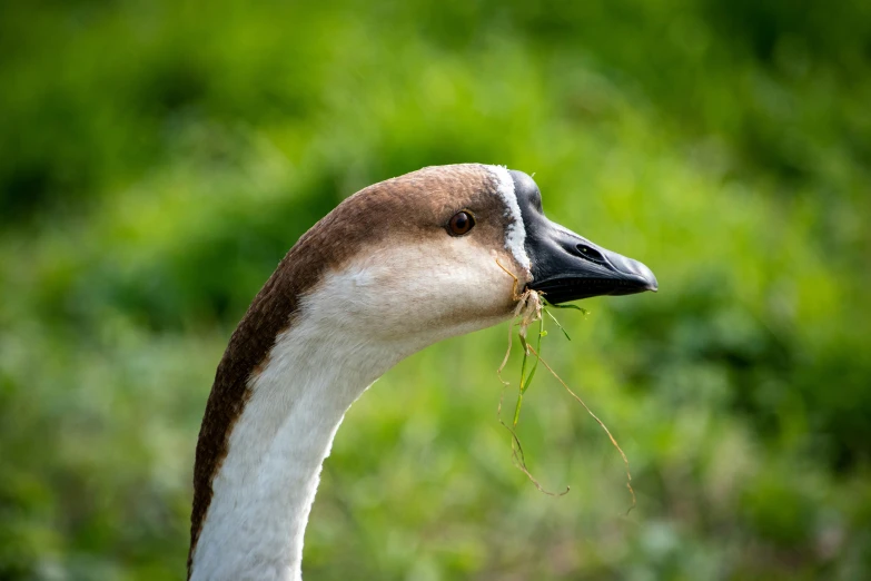 a close up of a bird with a food in it's mouth