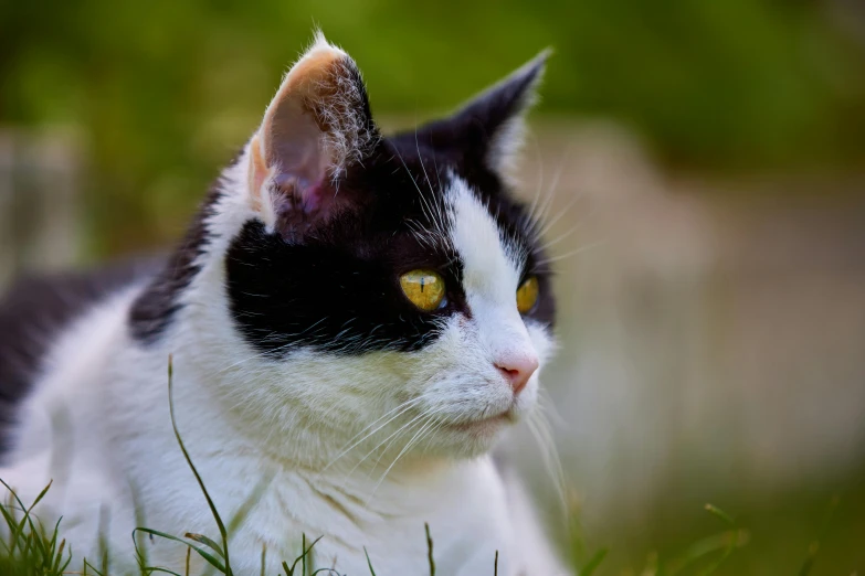 a black and white cat sitting in the grass