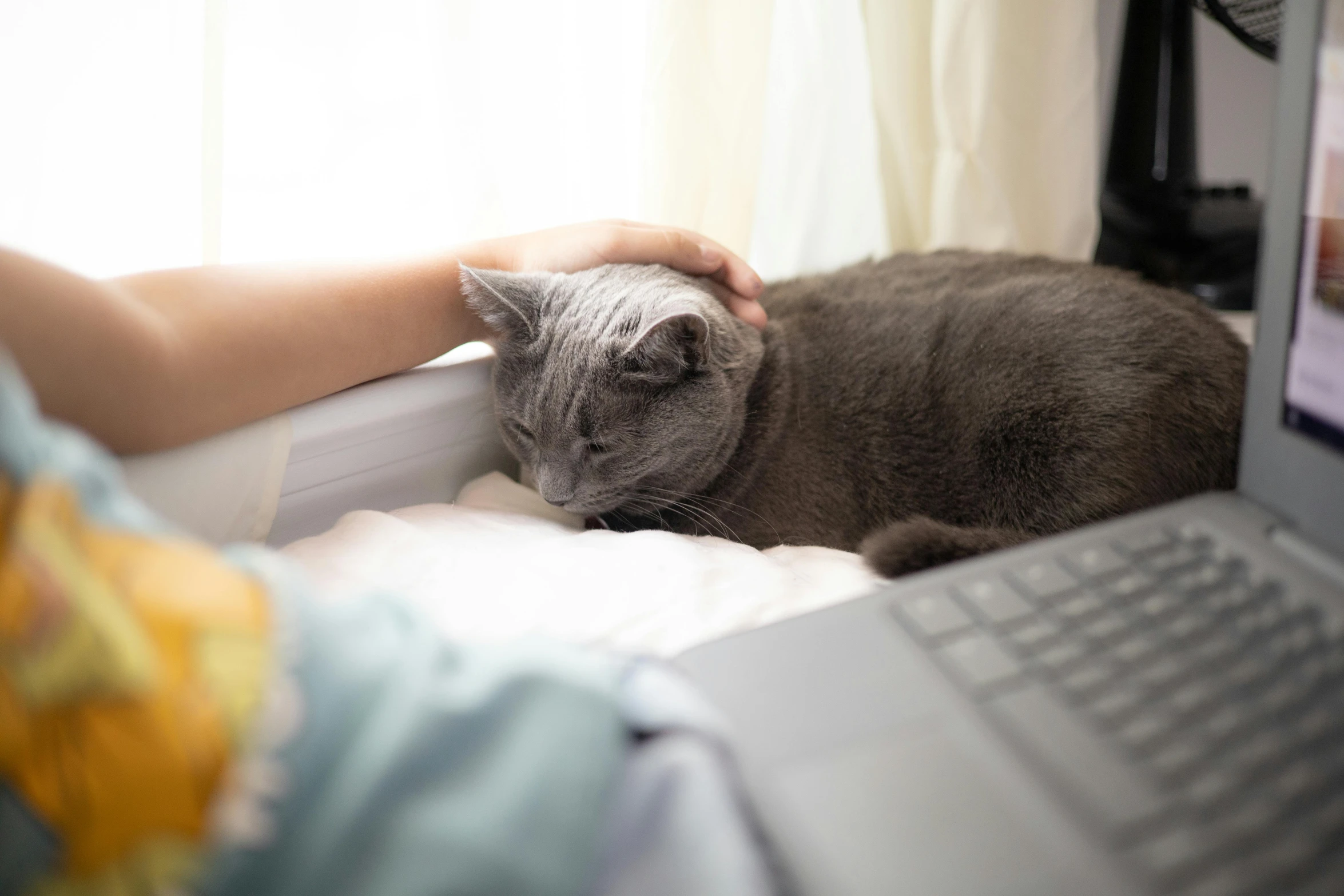 the cat is sitting near a laptop computer