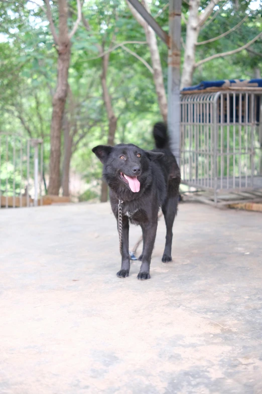 a dog with a pink tongue is walking in front of a gate