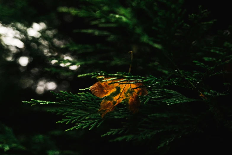 a leaf on the edge of some green leaves