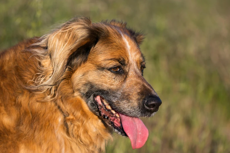 a dog with its tongue hanging out