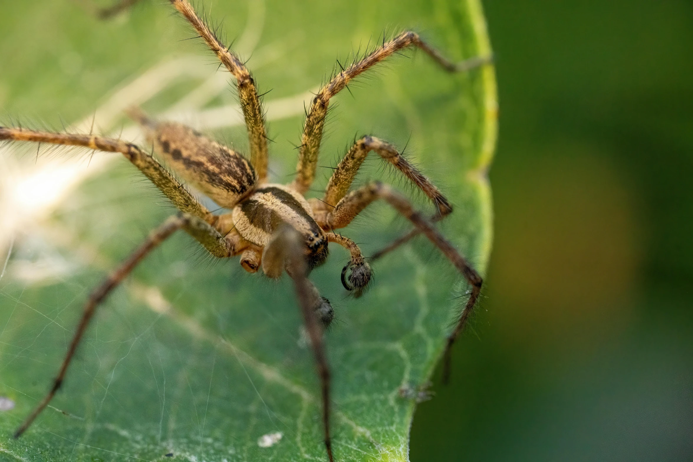 a big hairy spider is on a leaf