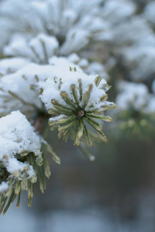 a nch with small, brown flowers is covered in snow