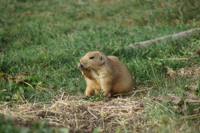 an image of a ground squirrel eating food
