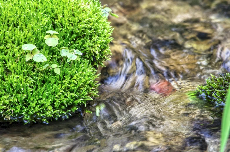 a water plant on the side of a stream