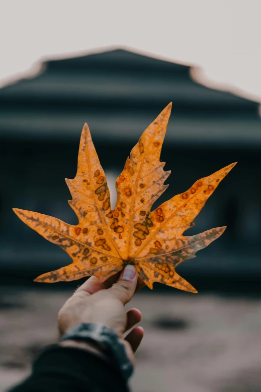 a hand is holding an orange leaf with brown leaves