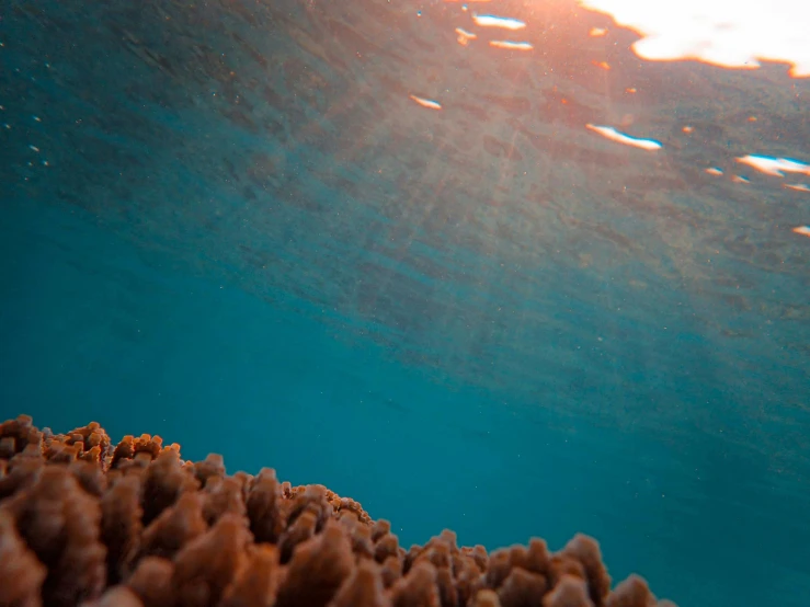 some very pretty corals under water in the ocean