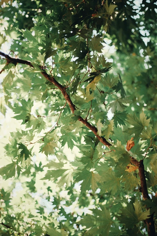 leaves are all over the ground and are green