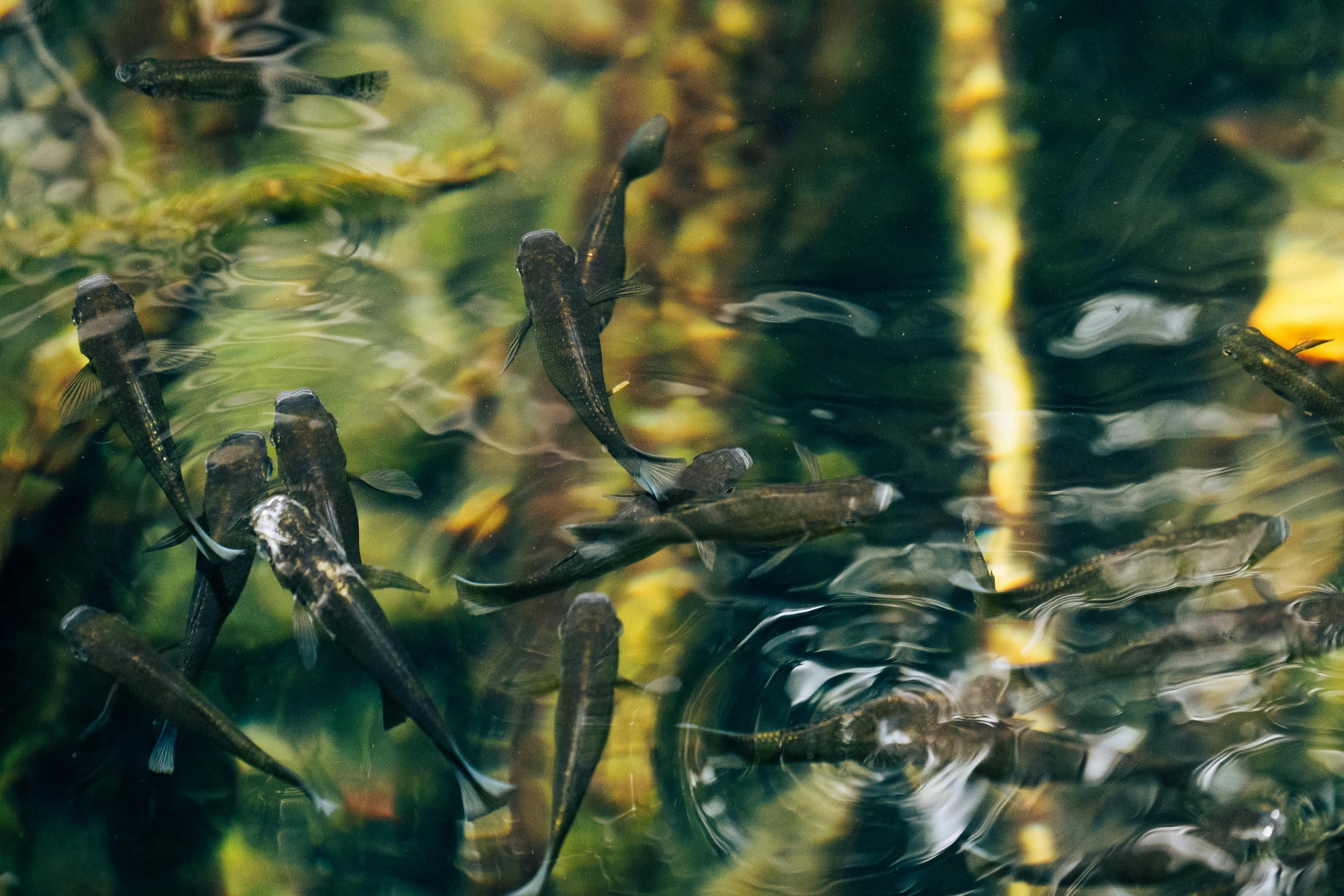 moss and plants in the middle of water