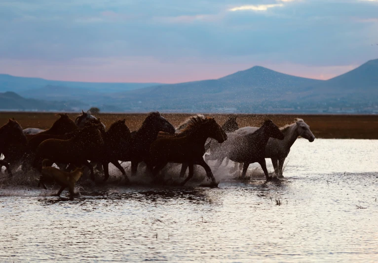 horses running in the water towards each other