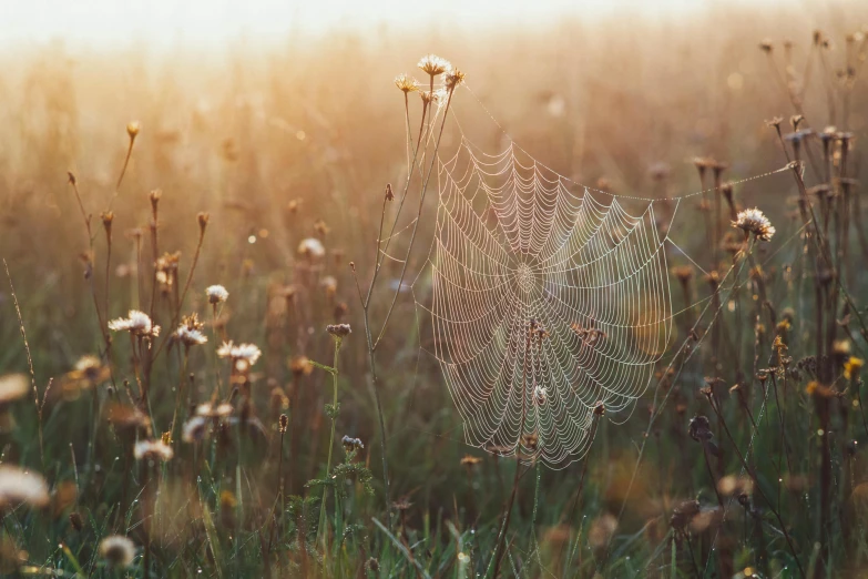 dew and spider web in the middle of some wild grass