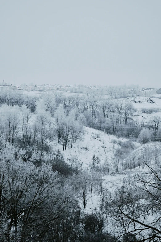 the trees are all covered in snow and no leaves